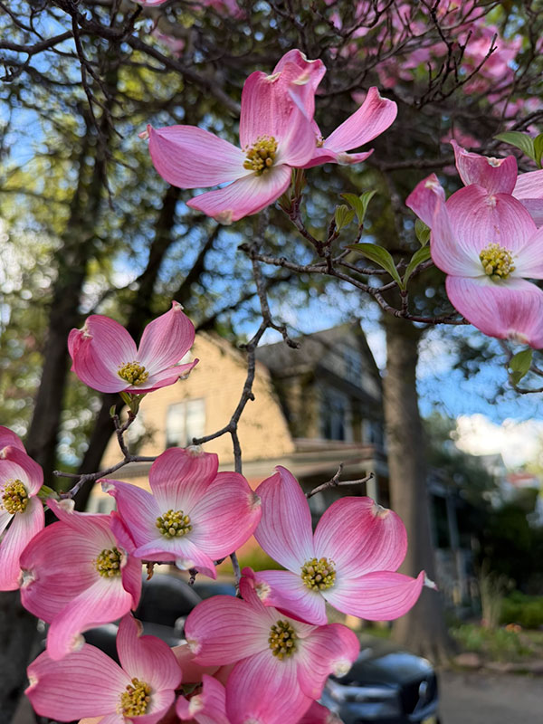Flowers in Bloomfield NJ